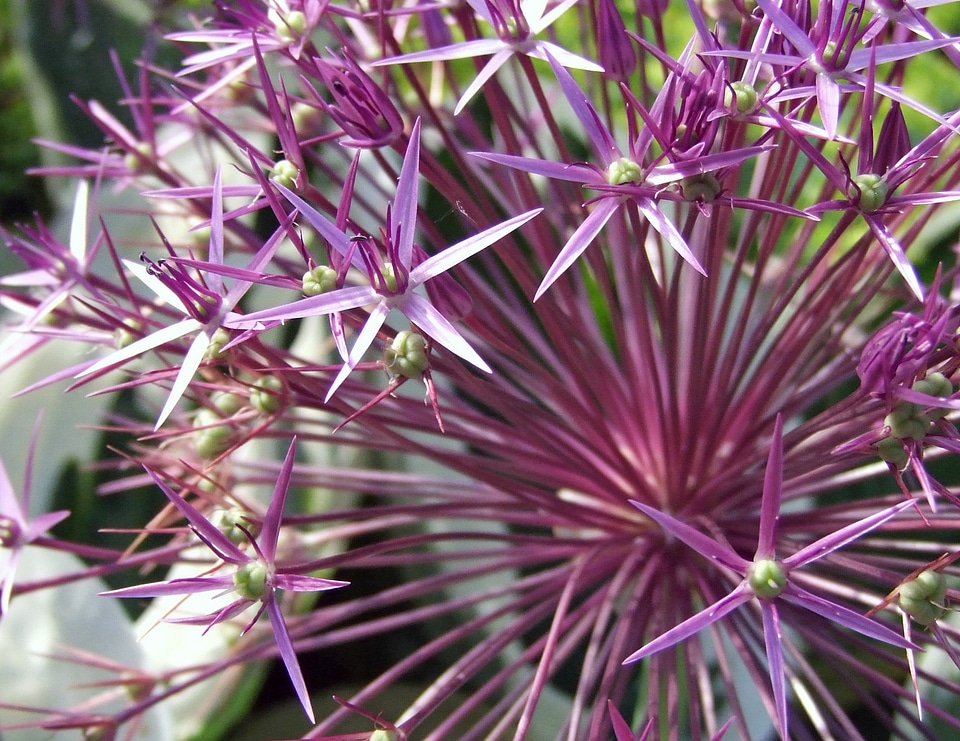 Plant flower spring photo