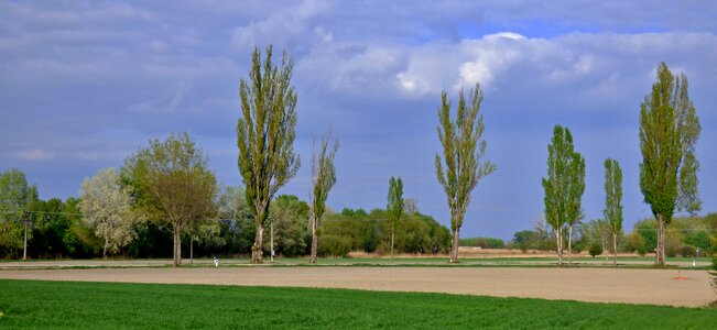 Trees path the sky