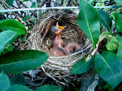 Bird nest birds photo