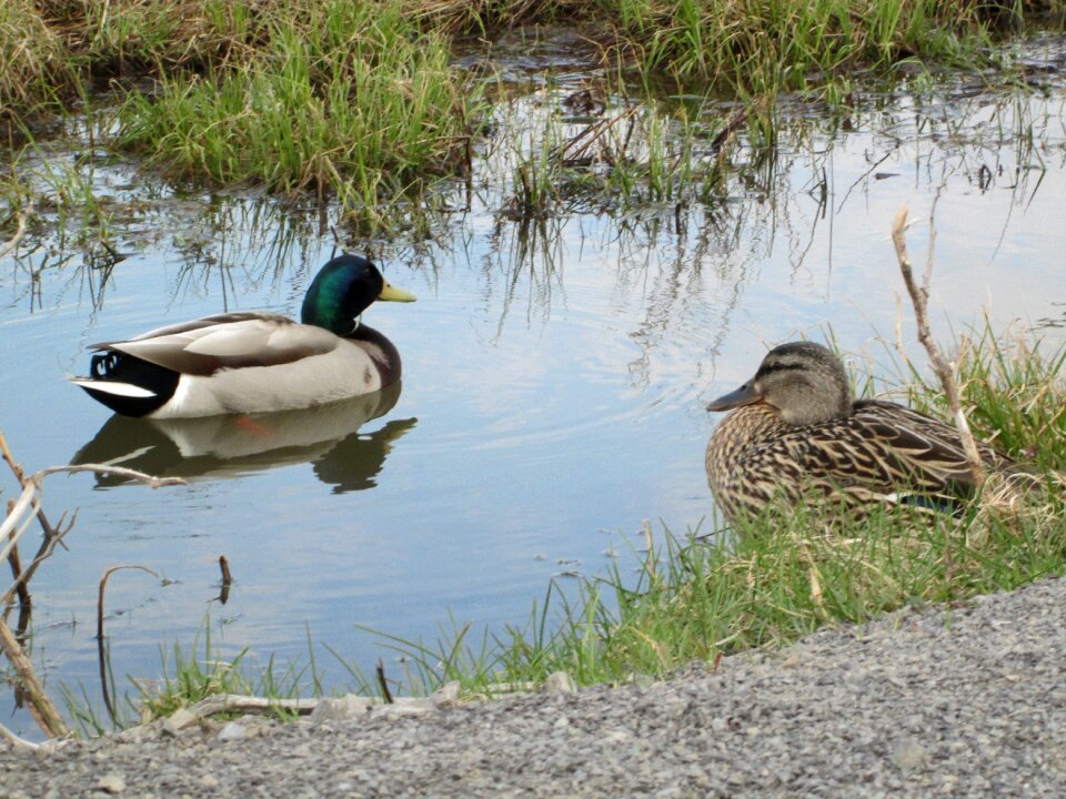 Mallard nature environment