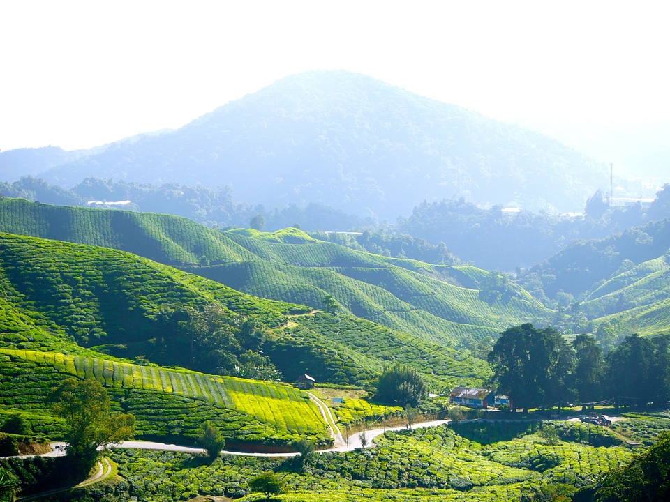 Cameron highlands malaysia green