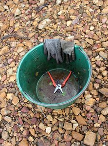 Bucket grape harvest