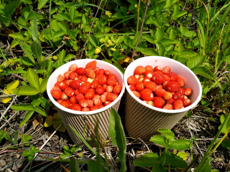 Wild strawberry berry the strawberries