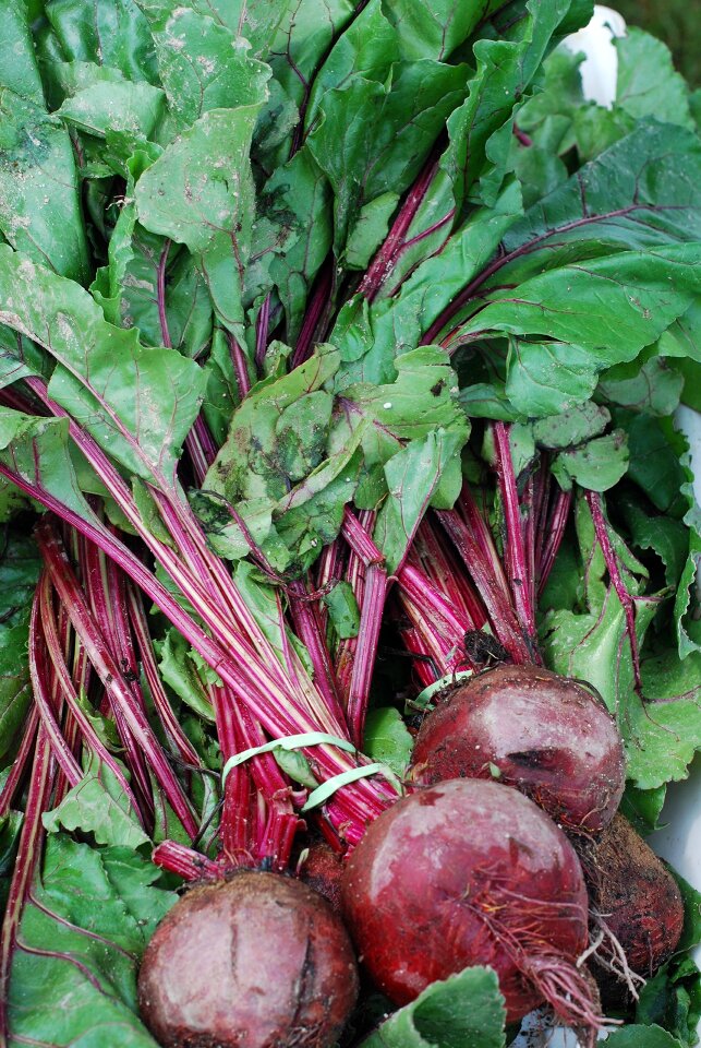 Beets gold golden