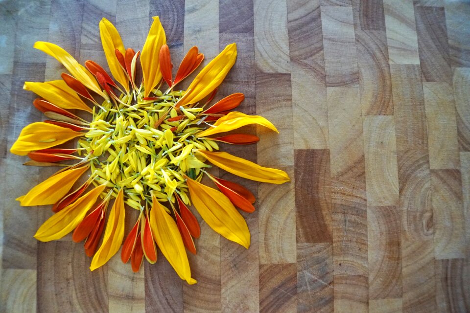 Yellow blossom bloom
