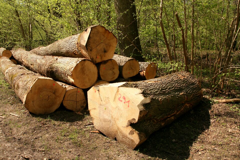 Forestry holzstapel log