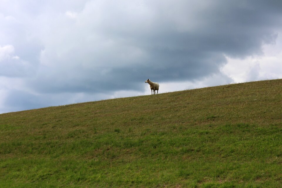 Dike sheep nordfriesland idyll