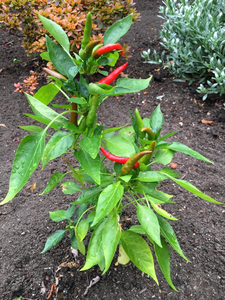 Spice vegetable plant