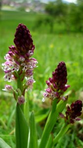 Reported rarely small flowers photo