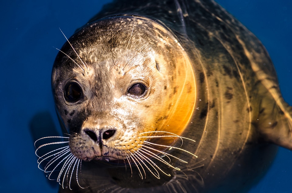 North-sea wild-animal threatened