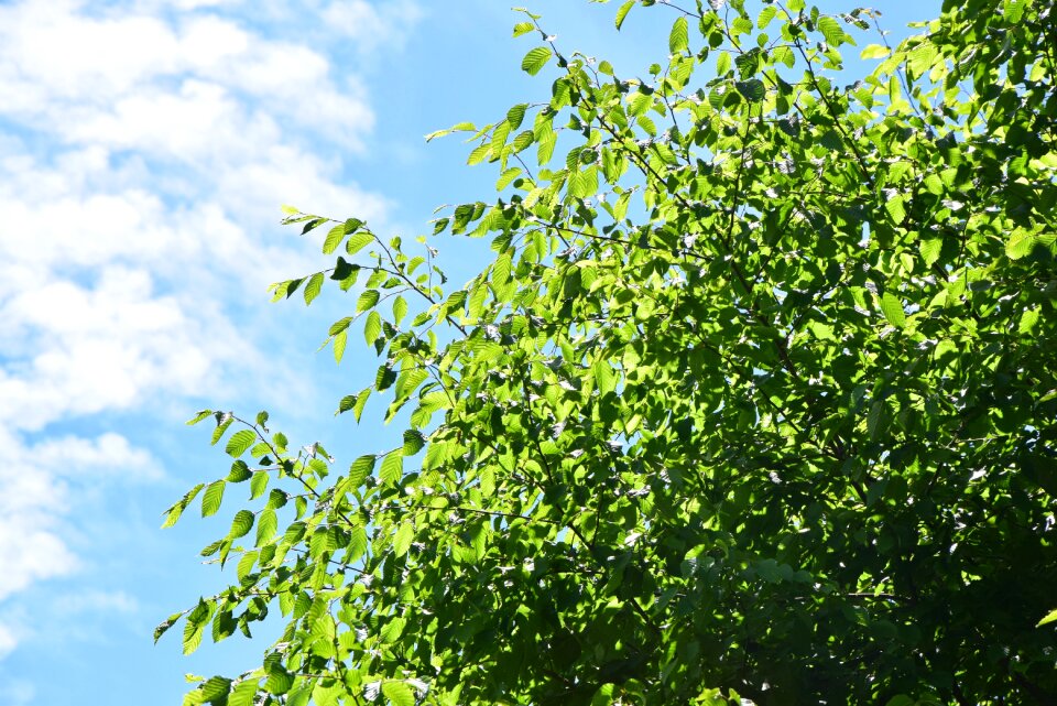Green summer good weather