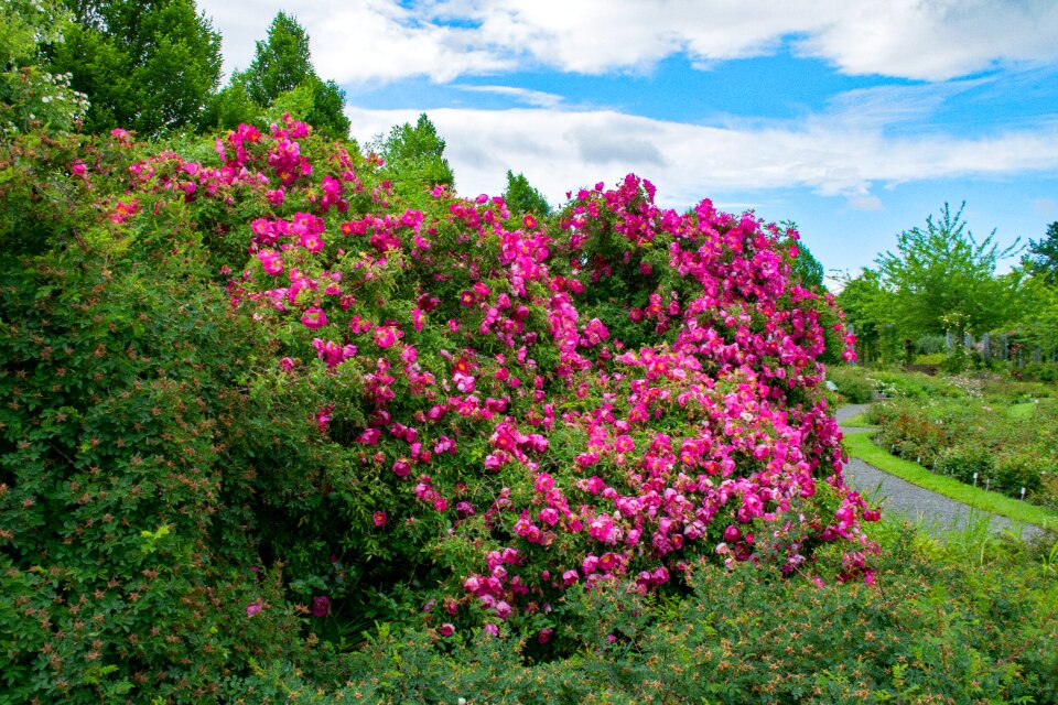 Flowers pink blossom