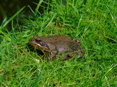 Garden aquatic animal animal