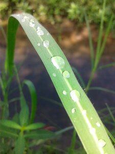 Water droplets plant morning photo
