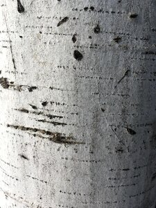 Macro pattern tree photo