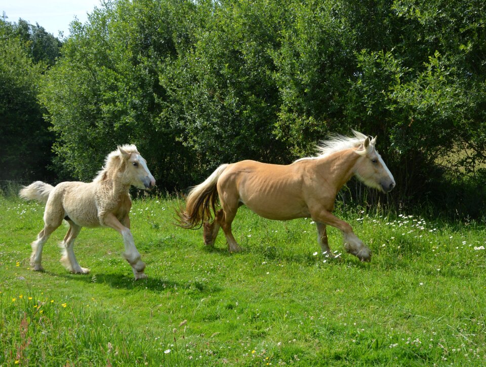 Horses horse breeding horses