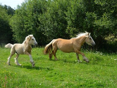 Horses horse breeding horses photo