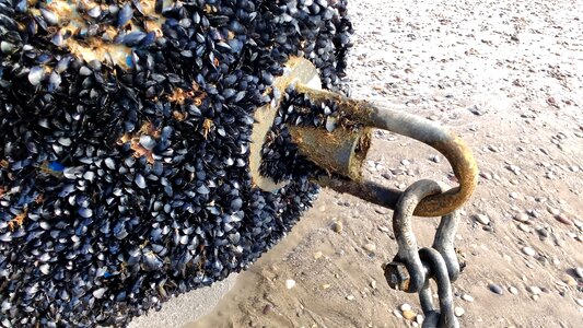 Mussel beach stone photo