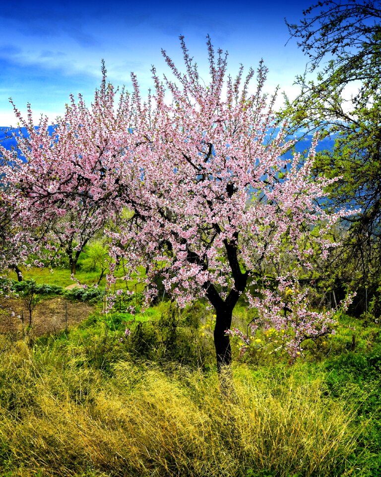 Flower tree flowers