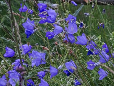 Blue summer summer flowers