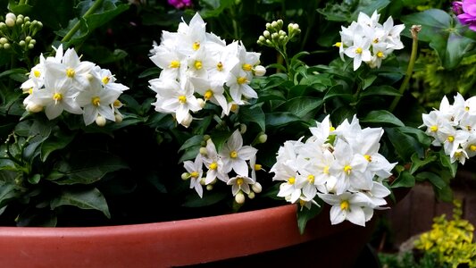 White flowers