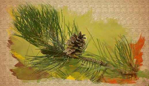 Pine cone forest coniferous tree