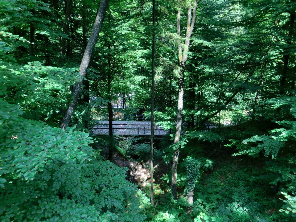 Nature leaves trees