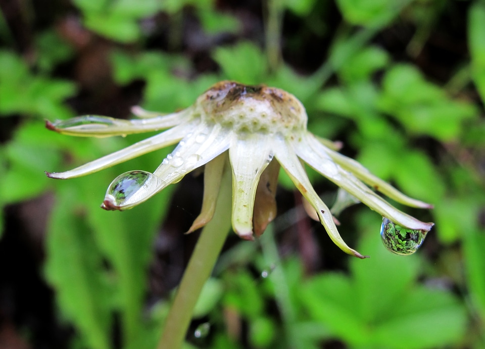 Faded rained out spring rain