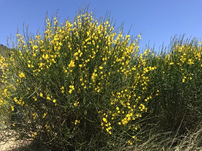 Flower nature