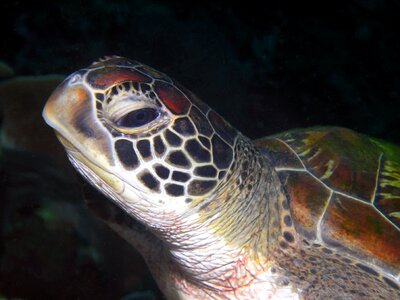 Sea background species