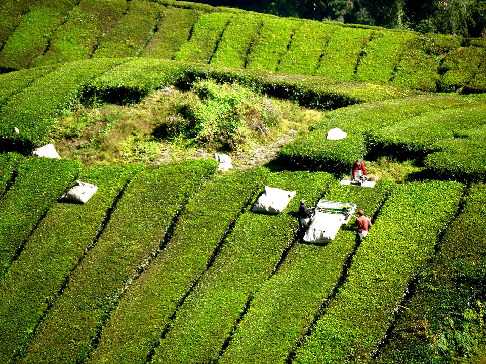 Cameron highlands malaysia green