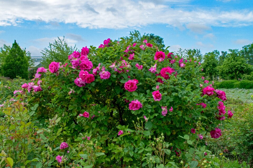 Flowers pink blossom