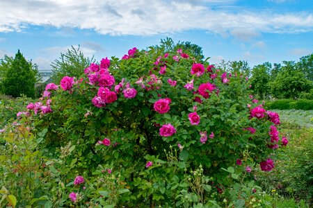 Flowers pink blossom