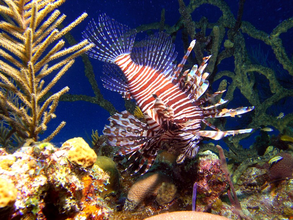 Fish the lion fish animal world