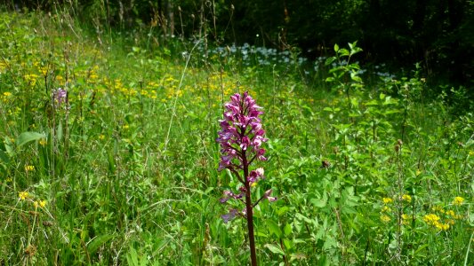German orchid flower meadow spring photo