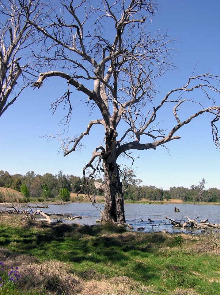 Tree dead timber