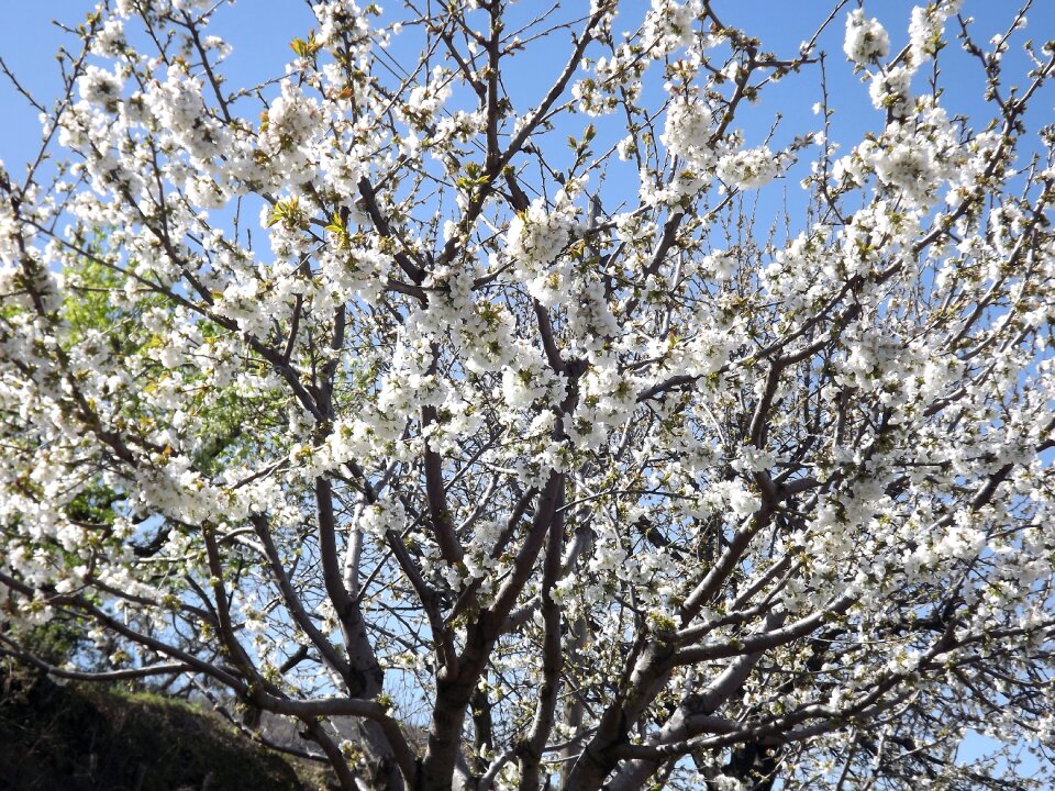 Cherry tree flowering