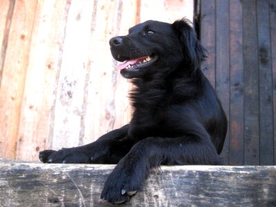 Dog lie language