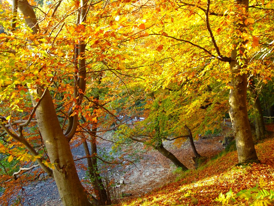 Nature autumn leaves