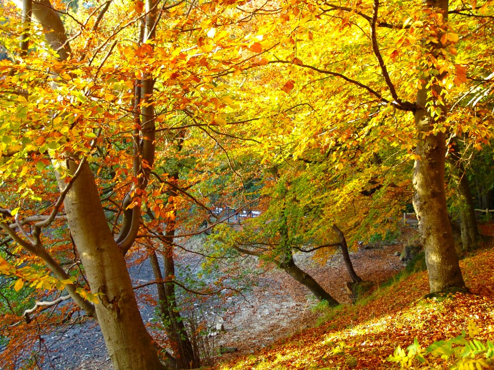 Nature autumn leaves photo