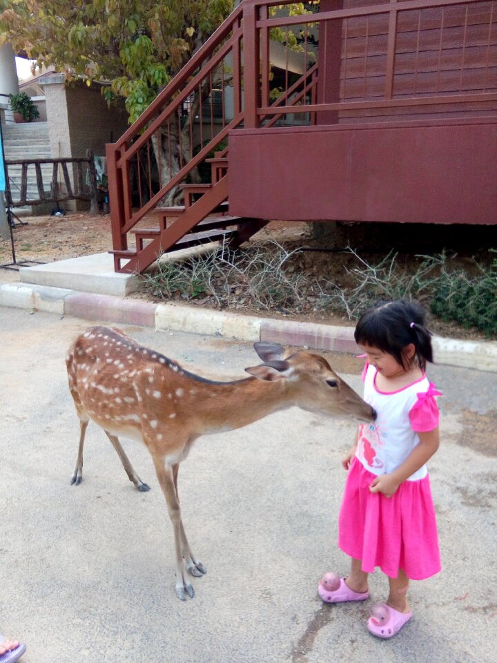 Zoo animal girl