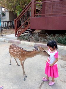Zoo animal girl