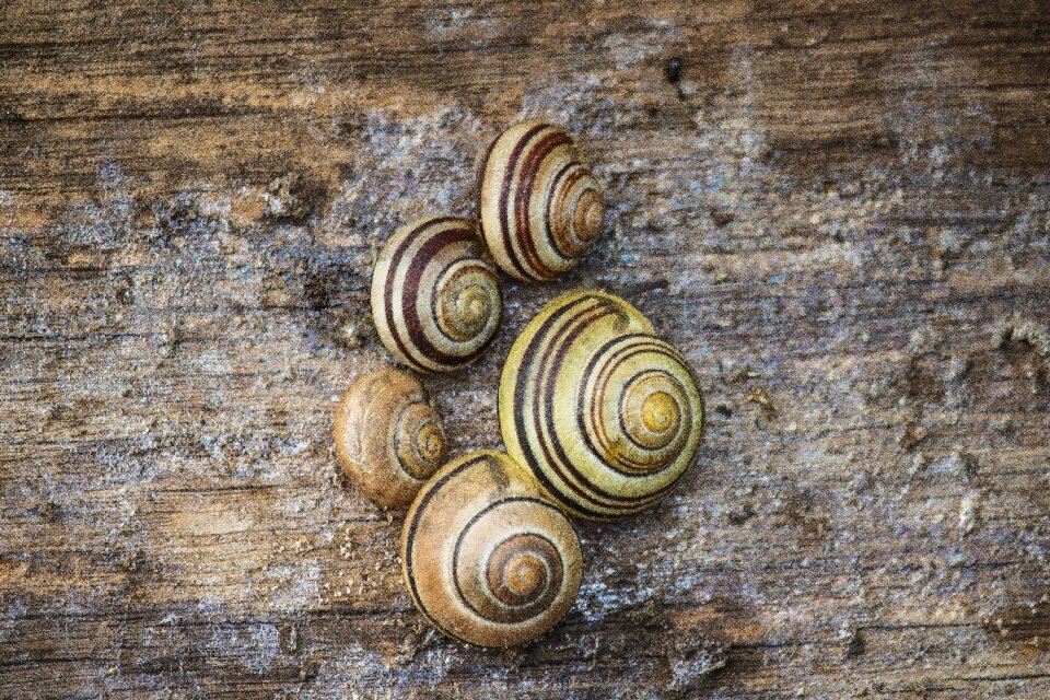 Summer snails nature