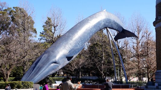 Whale museum sculpture
