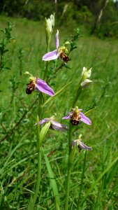 Often once rare insect-orchid