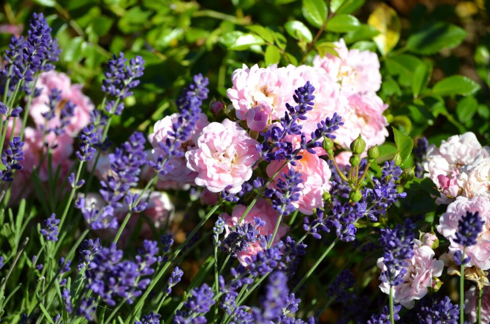 Purple flowers nature