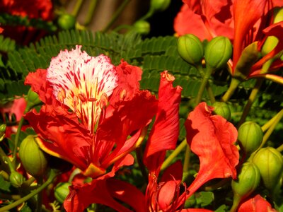 Flaboyant flower red photo