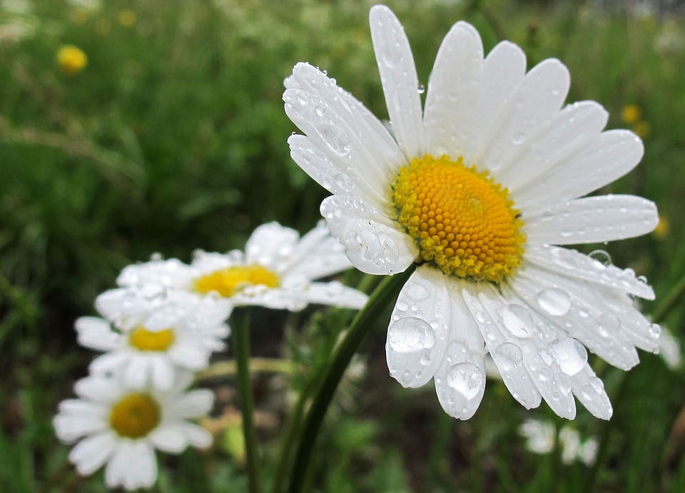 Yellow bloom rained out