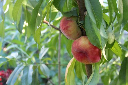 Grow organic gardening