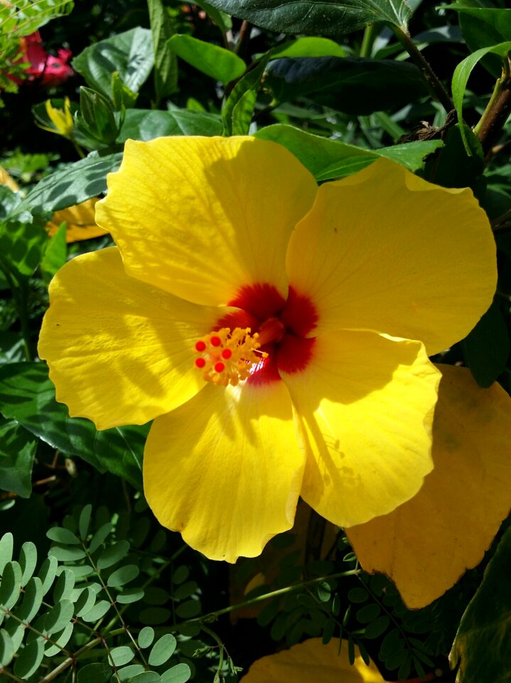 Tropical plant blossom